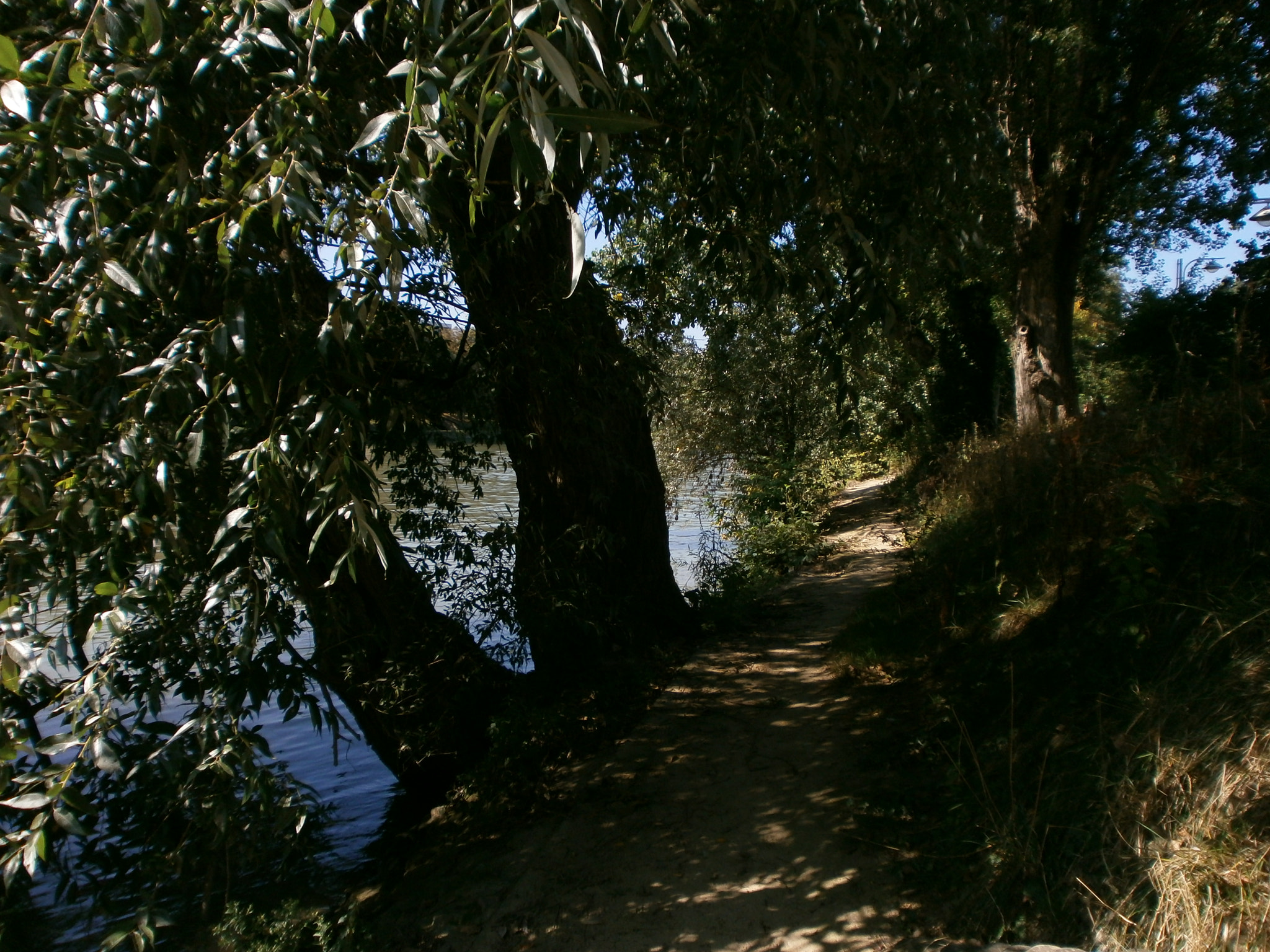 Olympus VG110,D700 sample photo. Mother nature and a path for the living photography
