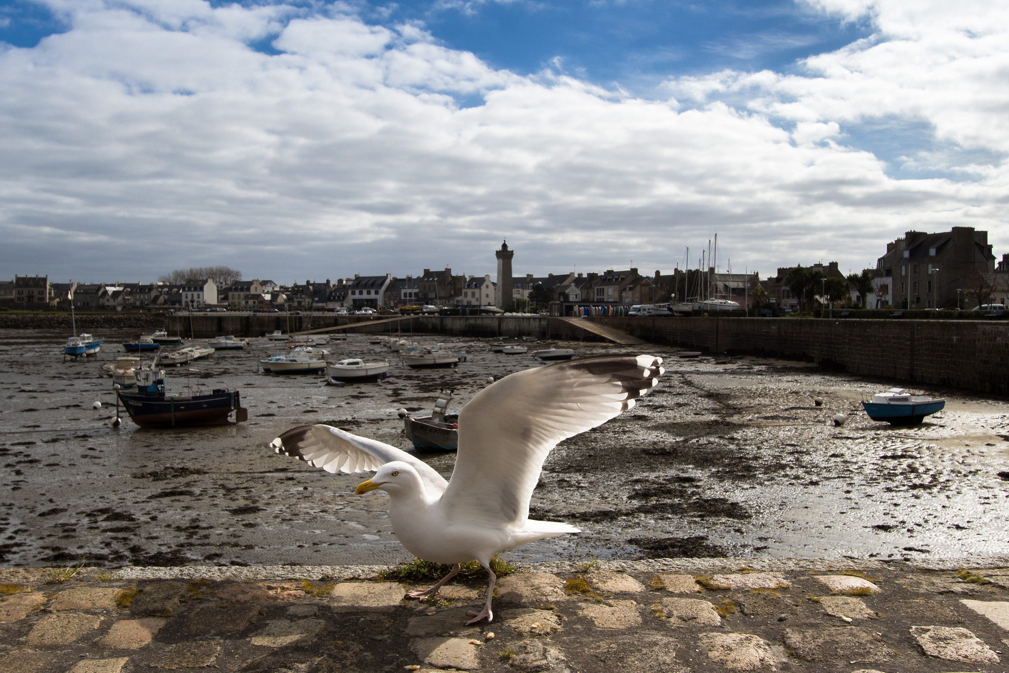 Canon EF-S 10-22mm F3.5-4.5 USM sample photo. Seagull in brittany, france photography