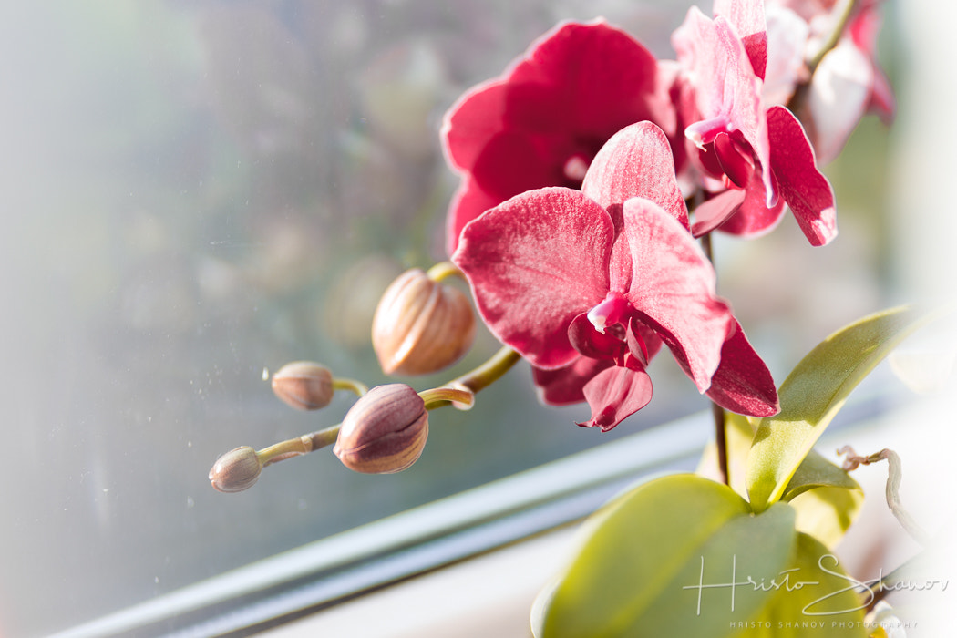 Canon EF 100mm F2.0 USM sample photo. Orchid photography
