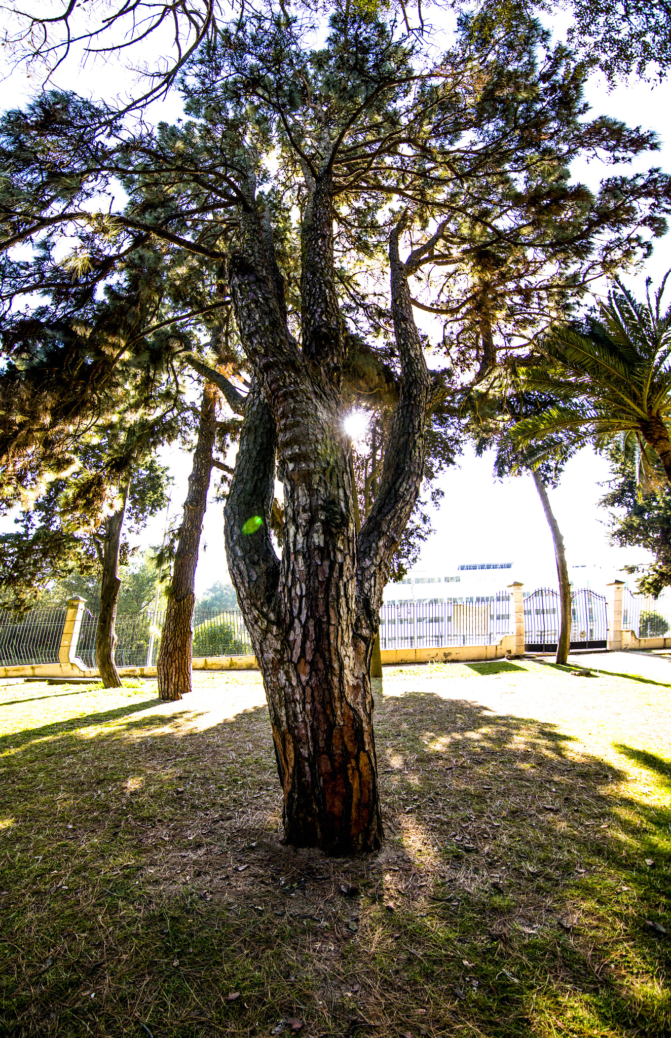 Nikon D3200 sample photo. The tree photography