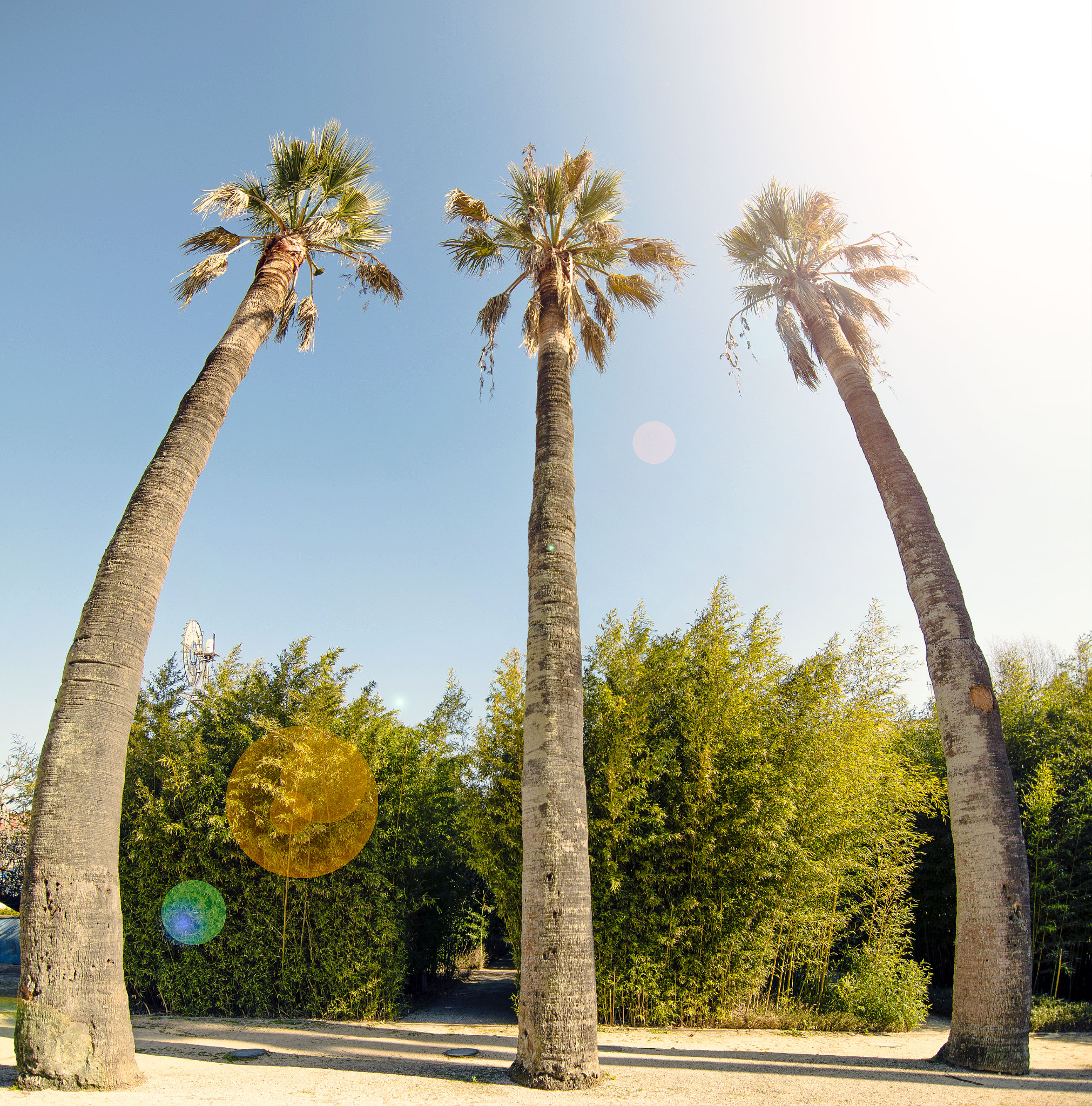 Nikon D3200 sample photo. Palm trees photography