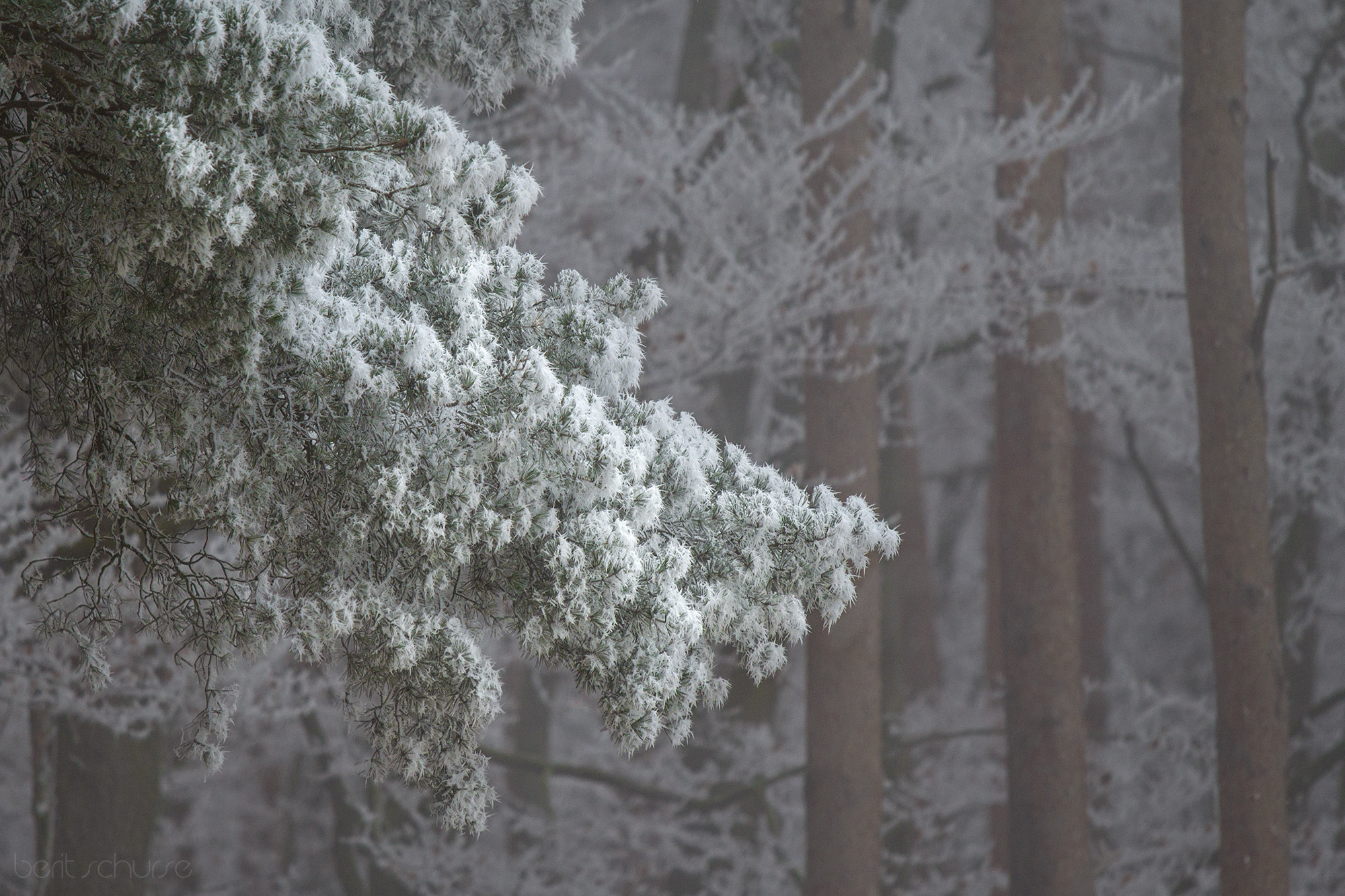 Canon EOS 60D + Canon EF 70-200mm F4L IS USM sample photo. Cold photography