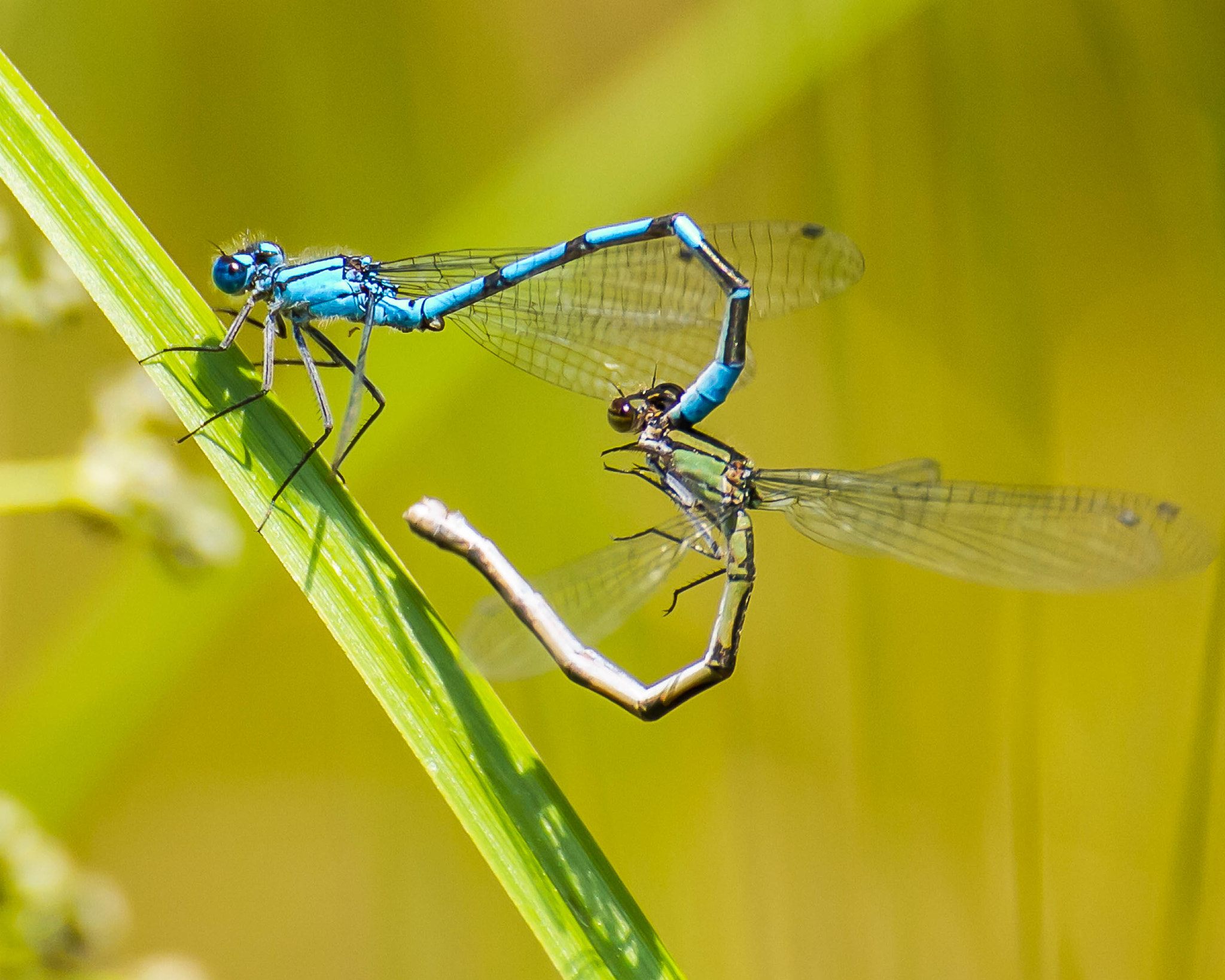 Canon EOS 7D + Tamron SP 70-300mm F4-5.6 Di VC USD sample photo. Dragonflies love photography
