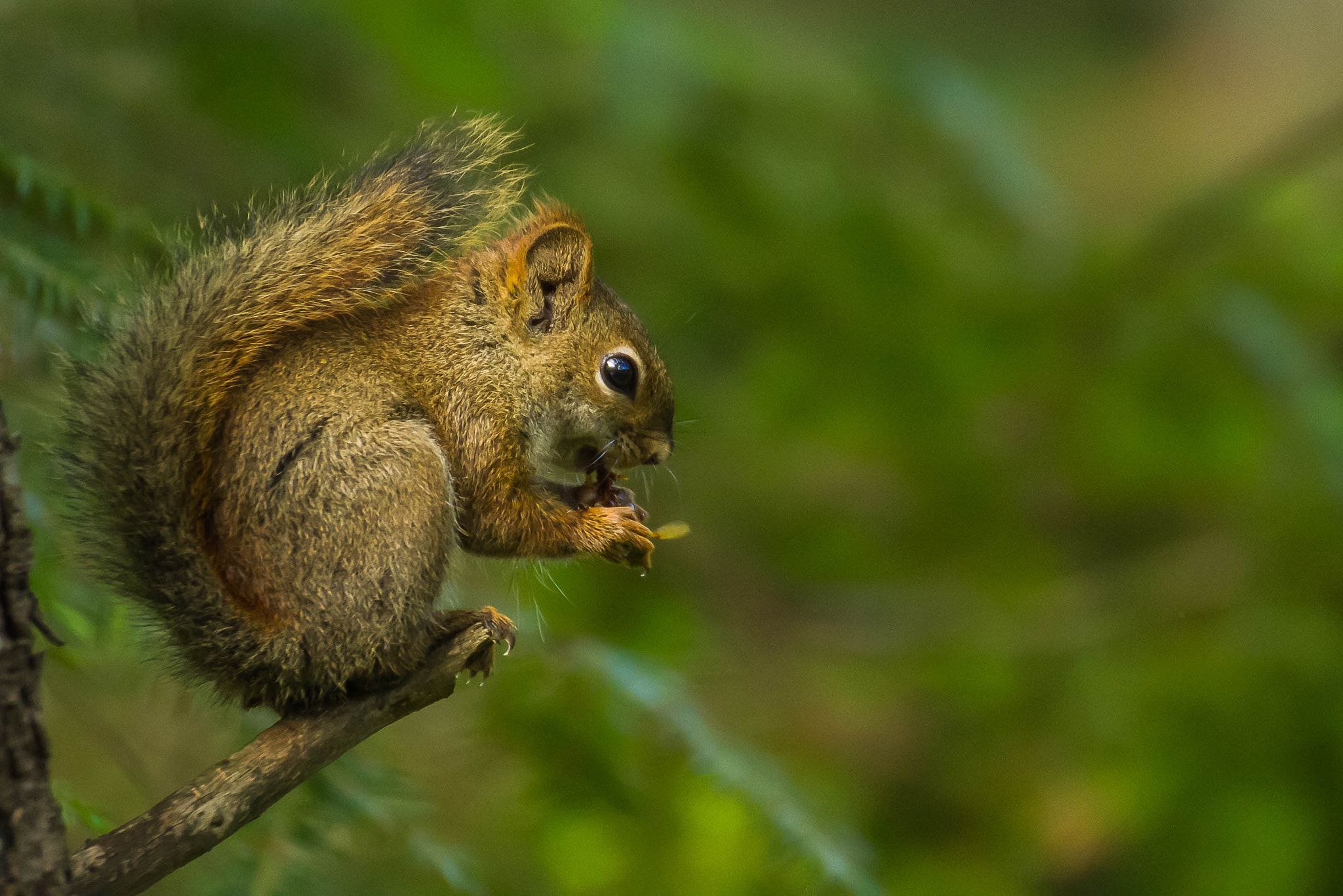 Canon EOS 7D + Tamron SP 70-300mm F4-5.6 Di VC USD sample photo. American red squirrel photography