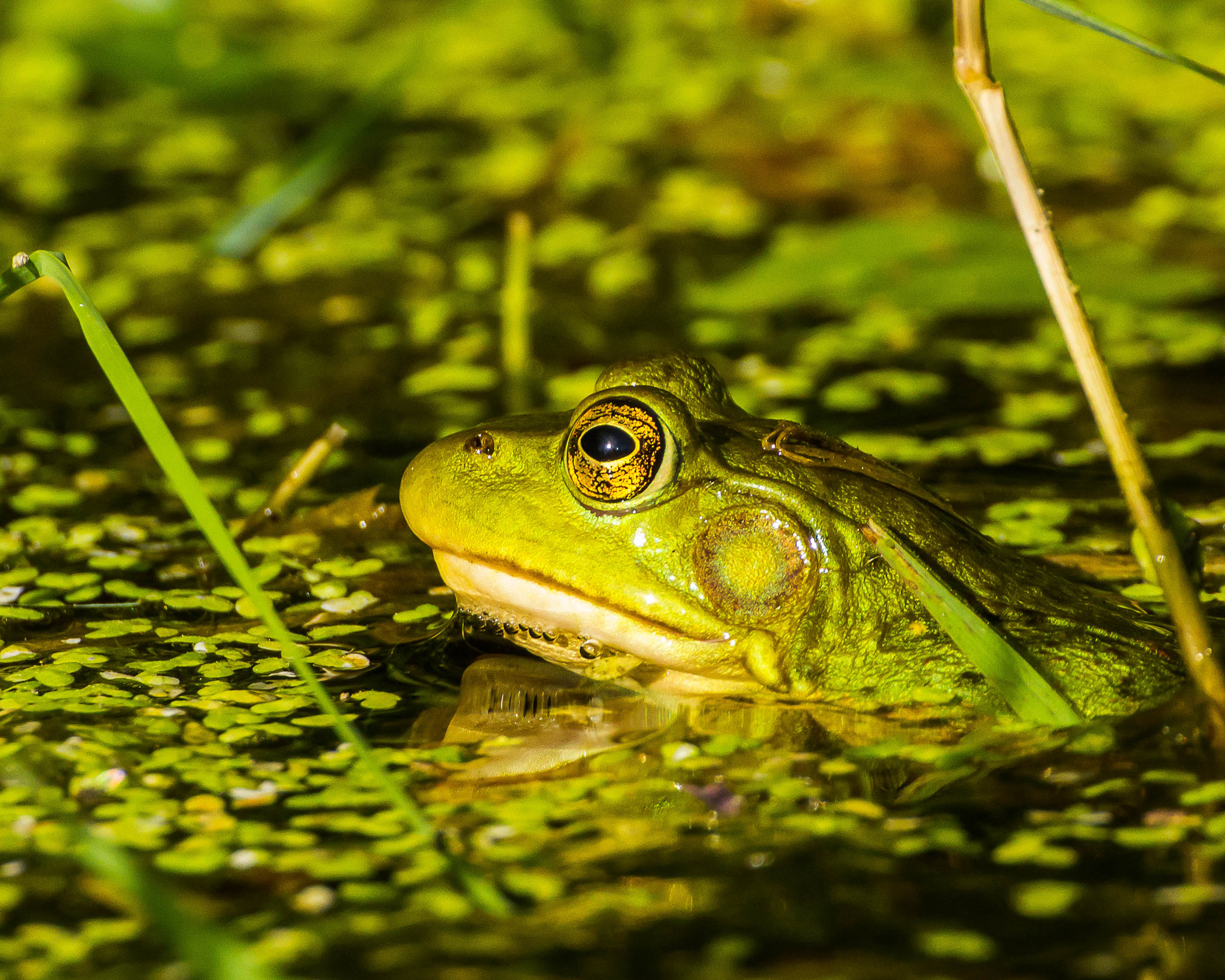 Canon EOS 7D + Tamron SP 70-300mm F4-5.6 Di VC USD sample photo. Frog photography