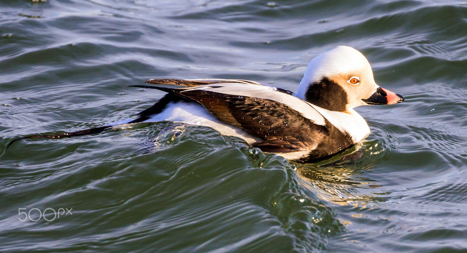 Canon EOS 60D + Canon EF 100-400mm F4.5-5.6L IS II USM sample photo. Male long tailed duck photography