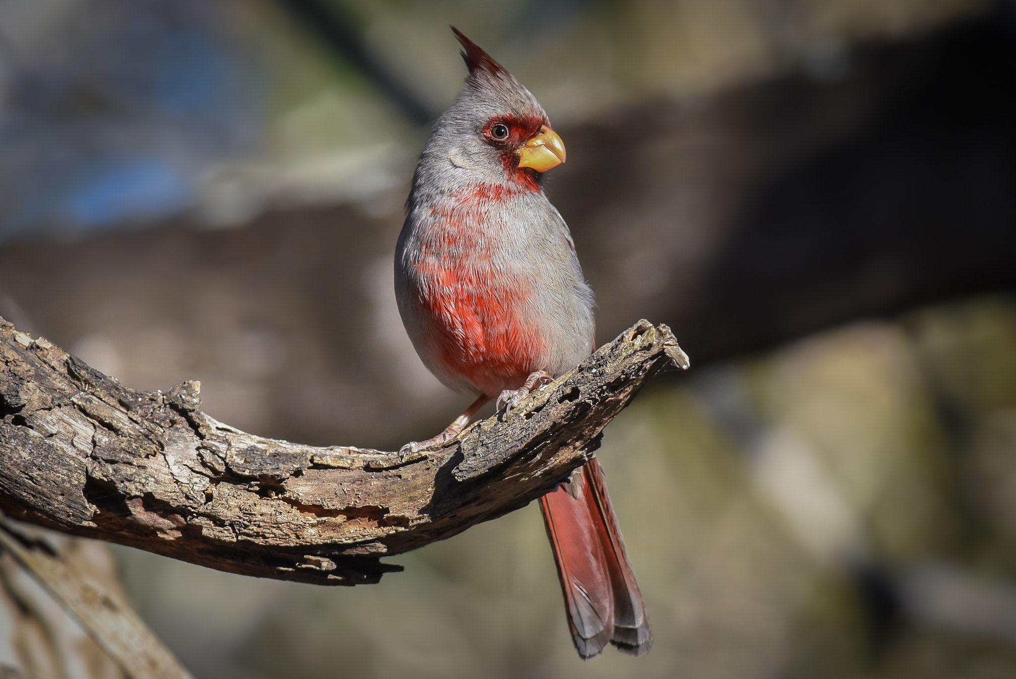 Nikon AF-S Nikkor 300mm F2.8G ED-IF VR sample photo. Pyrrhuloxia photography