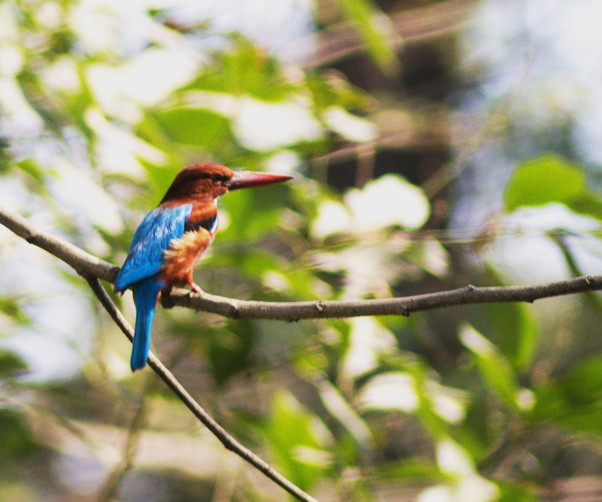 Canon EOS 1100D (EOS Rebel T3 / EOS Kiss X50) sample photo. Kingfisher photography