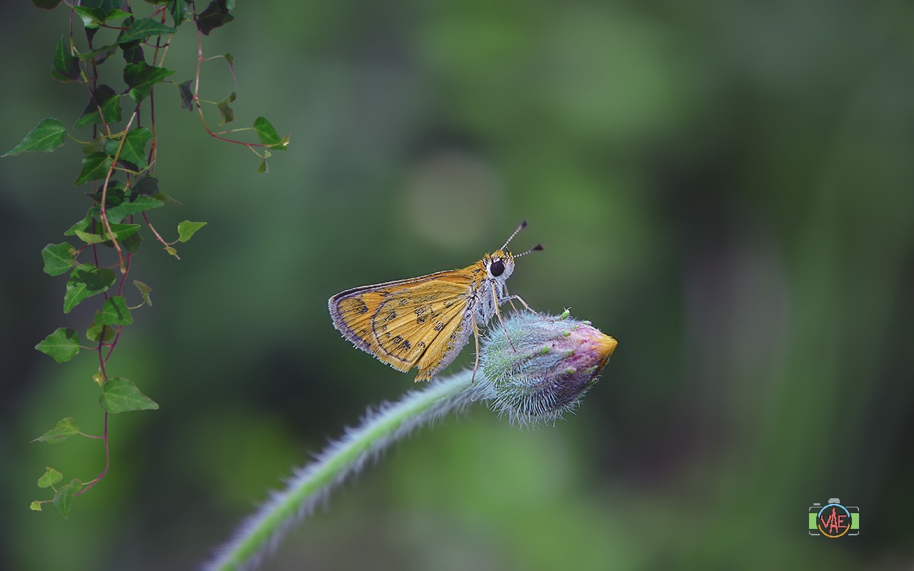 Nikon D800 sample photo. Green sweet photography