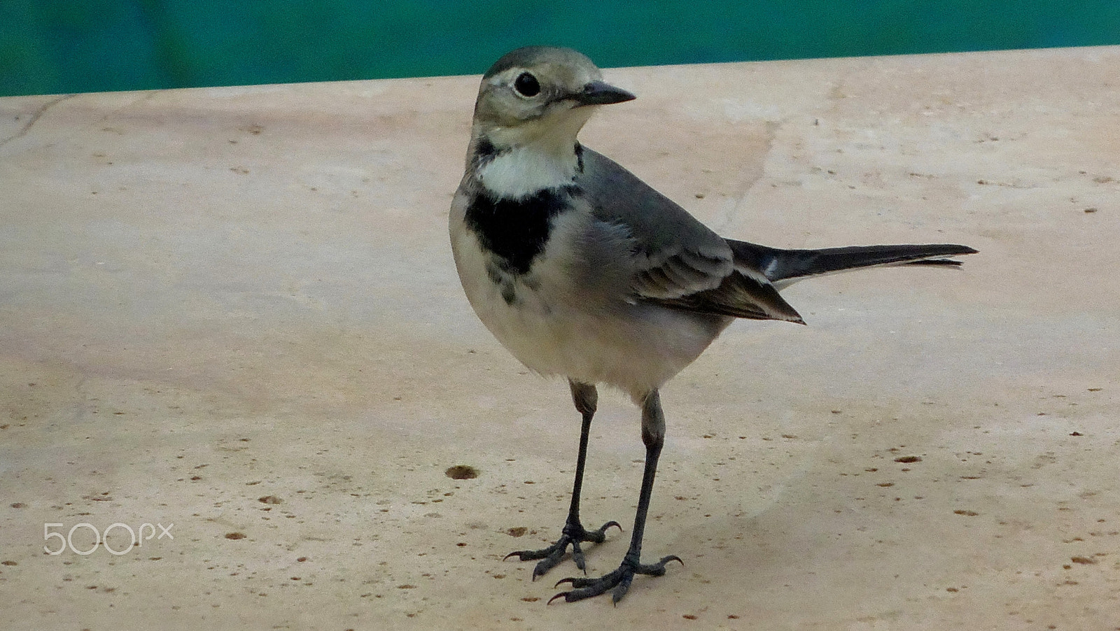 Olympus SP-810UZ sample photo. Bird photography