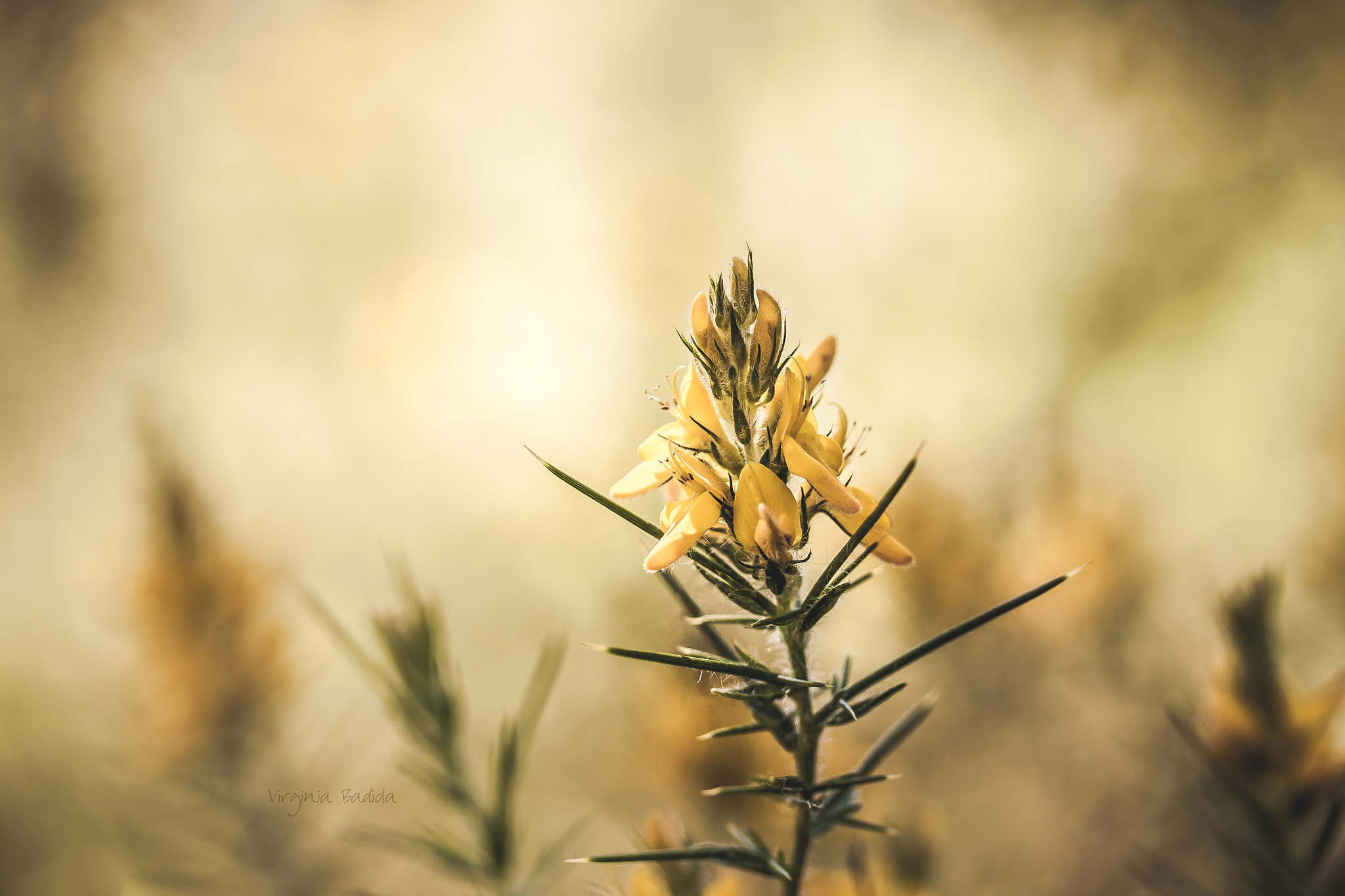 Canon EF-S 60mm F2.8 Macro USM sample photo. *** photography