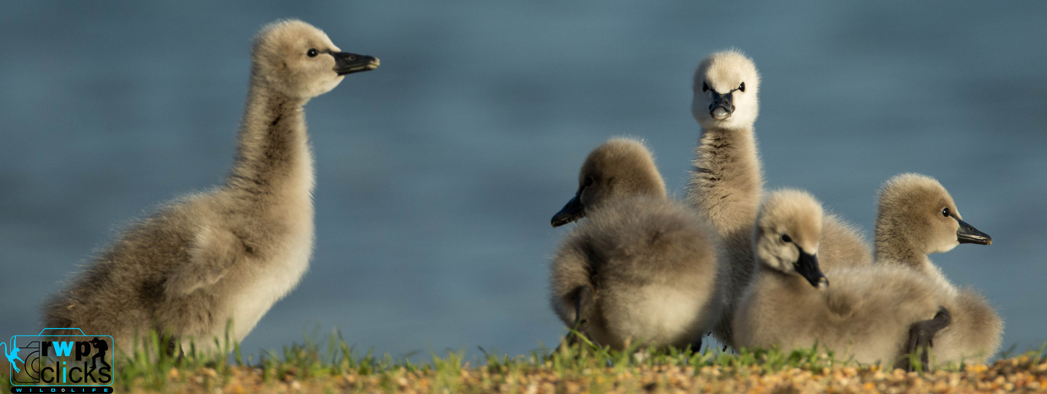 Canon EF 500mm F4L IS USM sample photo. Black swan chicks photography