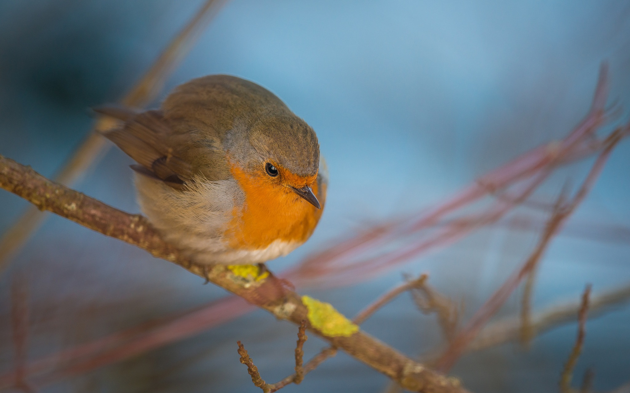 Nikon D800E + Nikon AF-S Nikkor 300mm F4D ED-IF sample photo. Sage rouge-gorge (quiet robin redbreast) photography