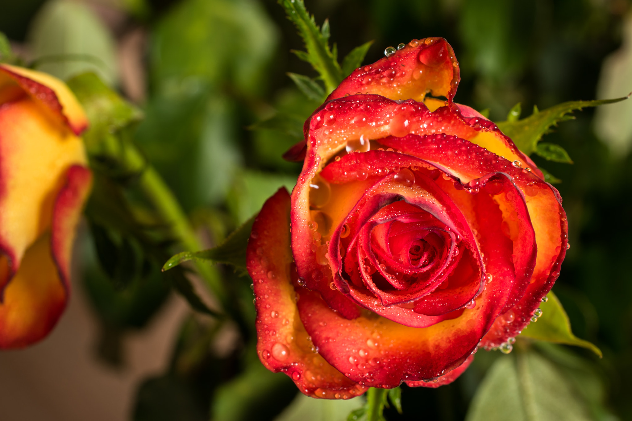 Nikon AF-S DX Micro Nikkor 40mm F2.8 sample photo. Roses photography