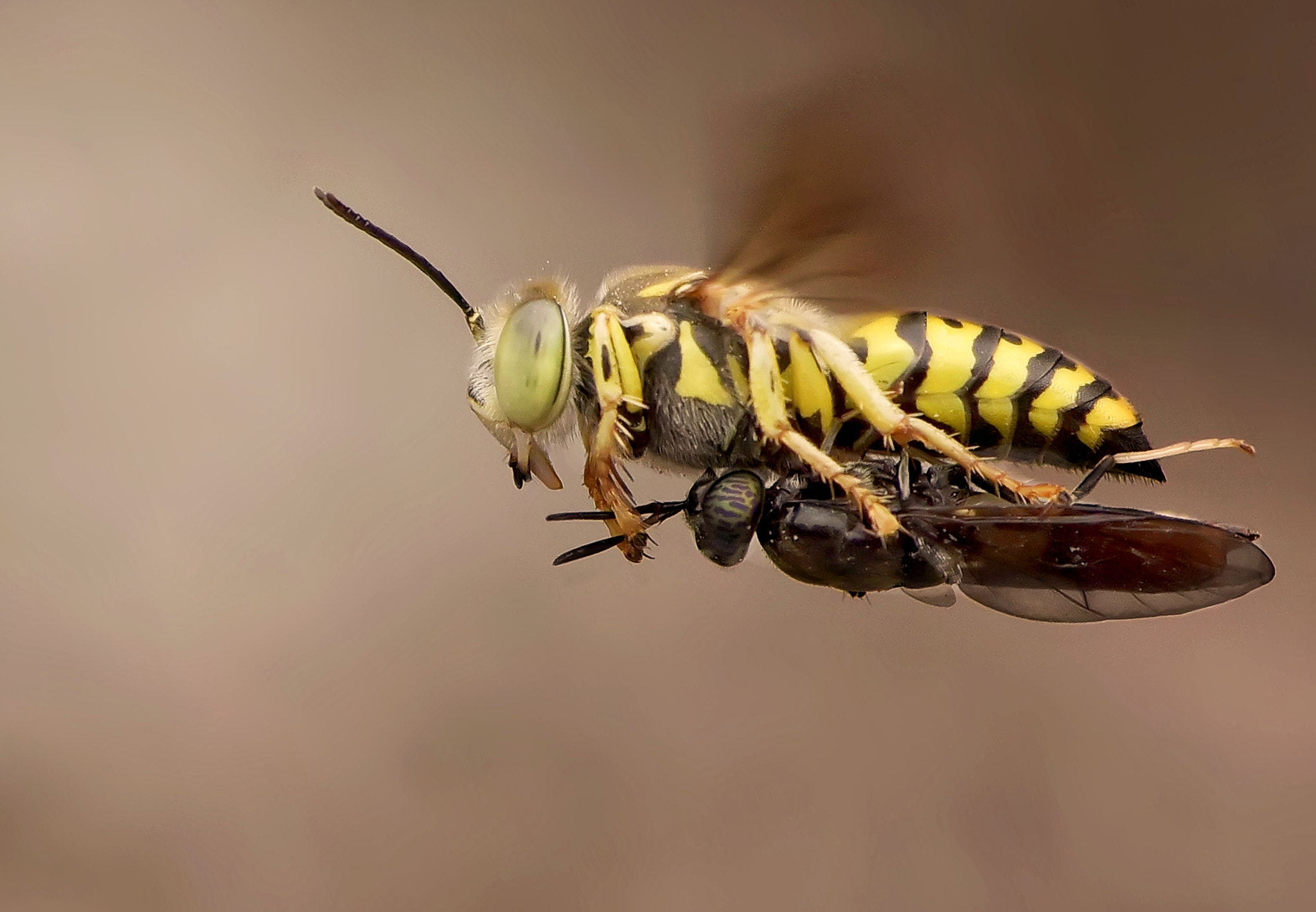 Nikon D750 sample photo. Sand wasp /bembix oculata photography