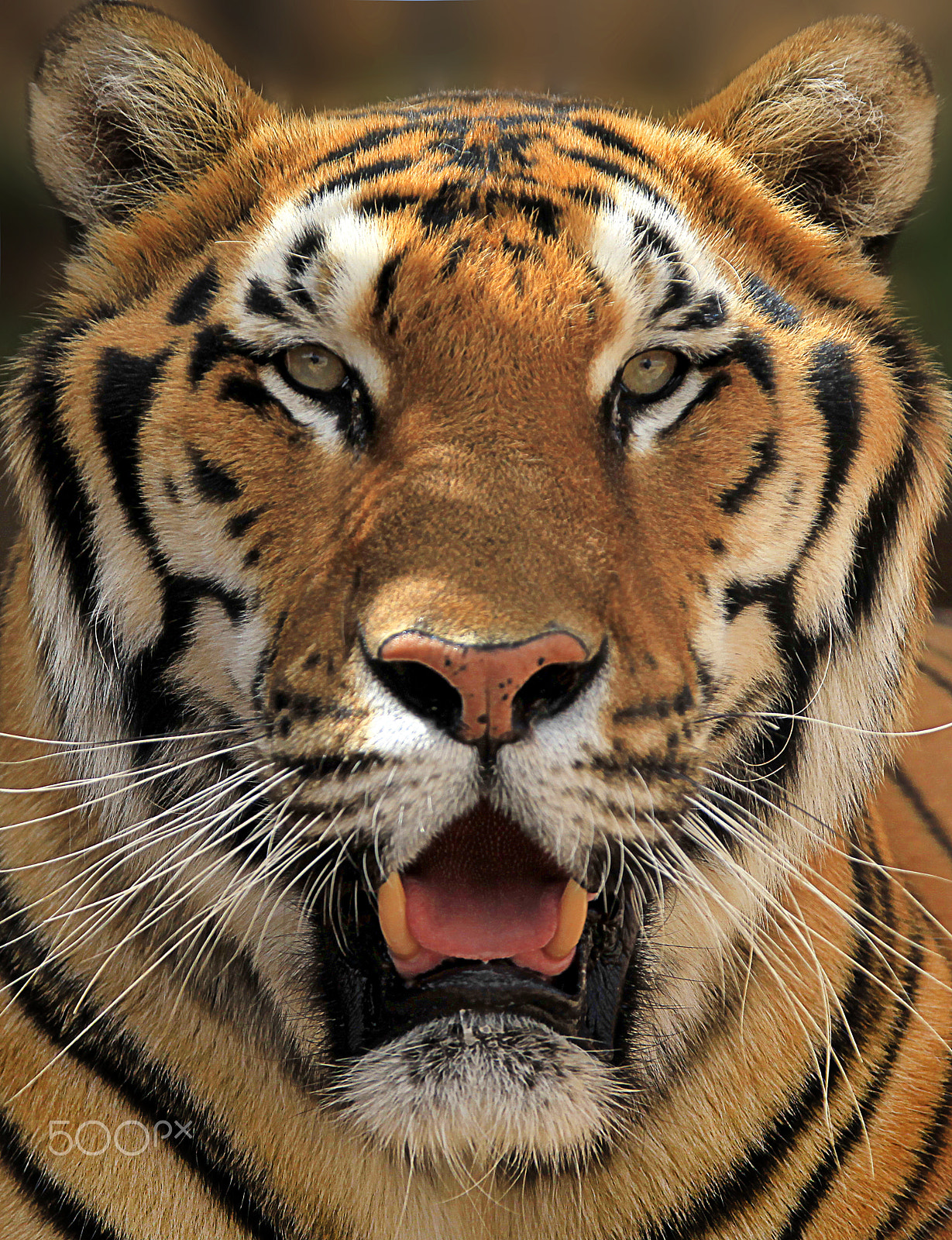 Canon EF 28-300mm F3.5-5.6L IS USM sample photo. Tigre, algérie photography