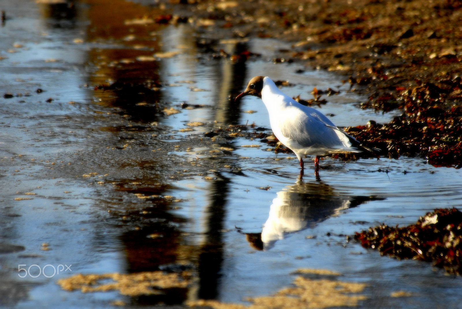 Nikon D200 sample photo. Reflection of a bird photography