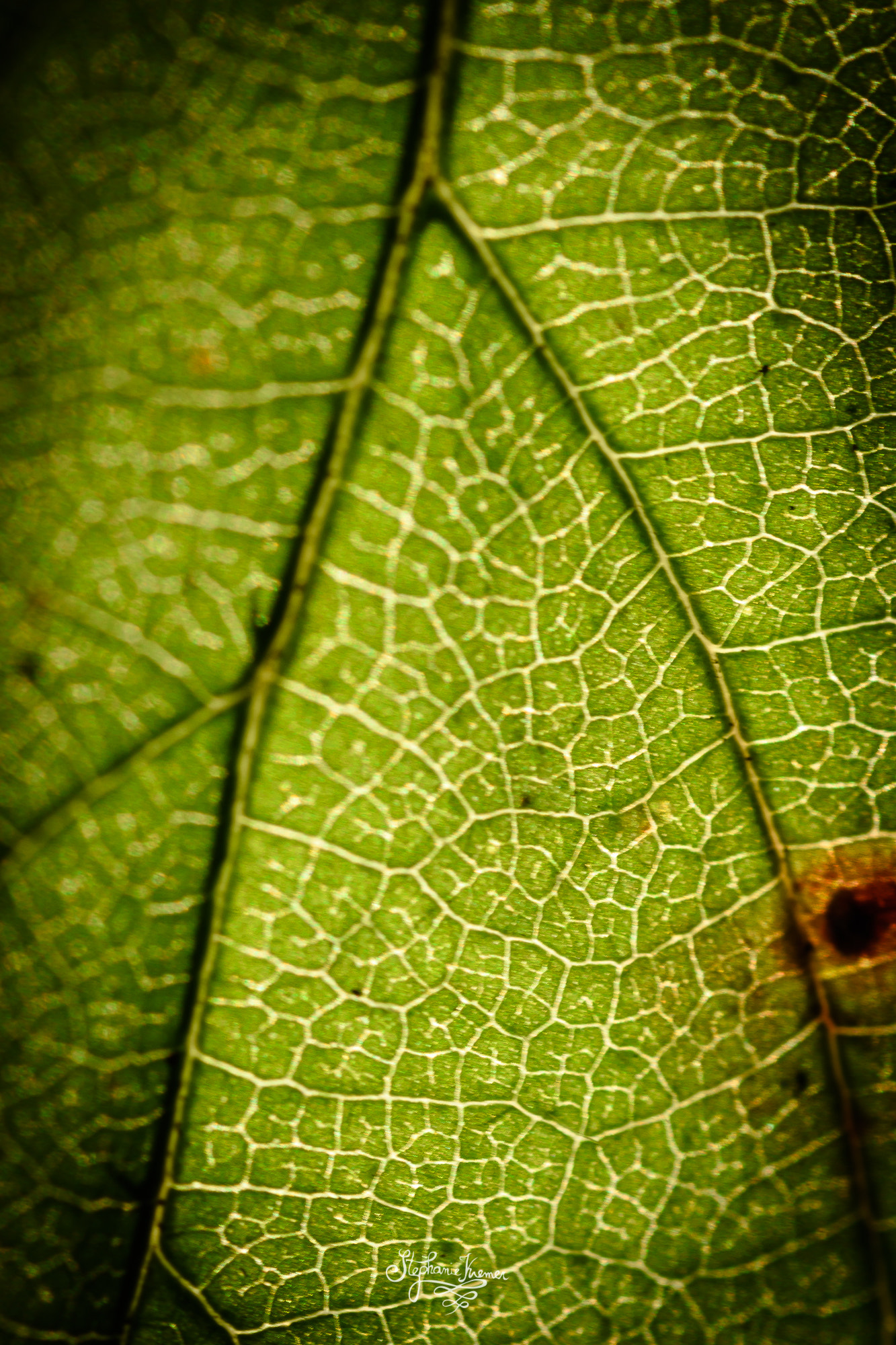 Tokina AT-X Pro 100mm F2.8 Macro sample photo. Leaf-vein photography