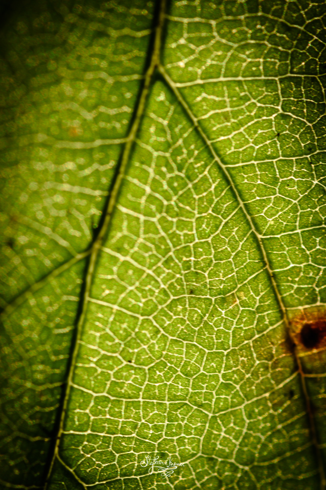 Nikon D5500 + Tokina AT-X Pro 100mm F2.8 Macro sample photo. Leaf-vein photography