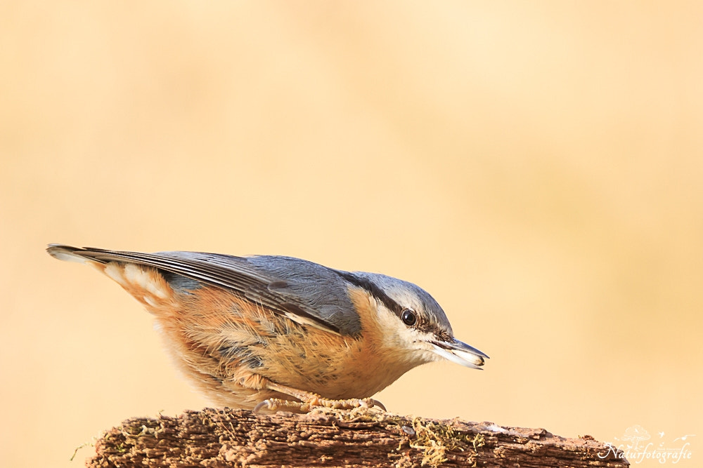 Tamron SP 150-600mm F5-6.3 Di VC USD sample photo. Kleiber photography