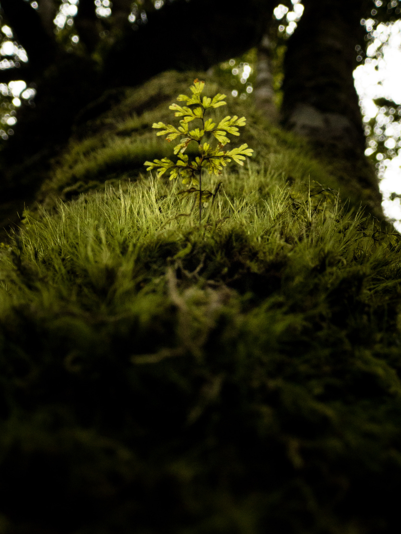 Apple iPhone 7 Plus + iPhone 7 Plus back camera 6.6mm f/2.8 sample photo. Moss tree on tree in forest photography