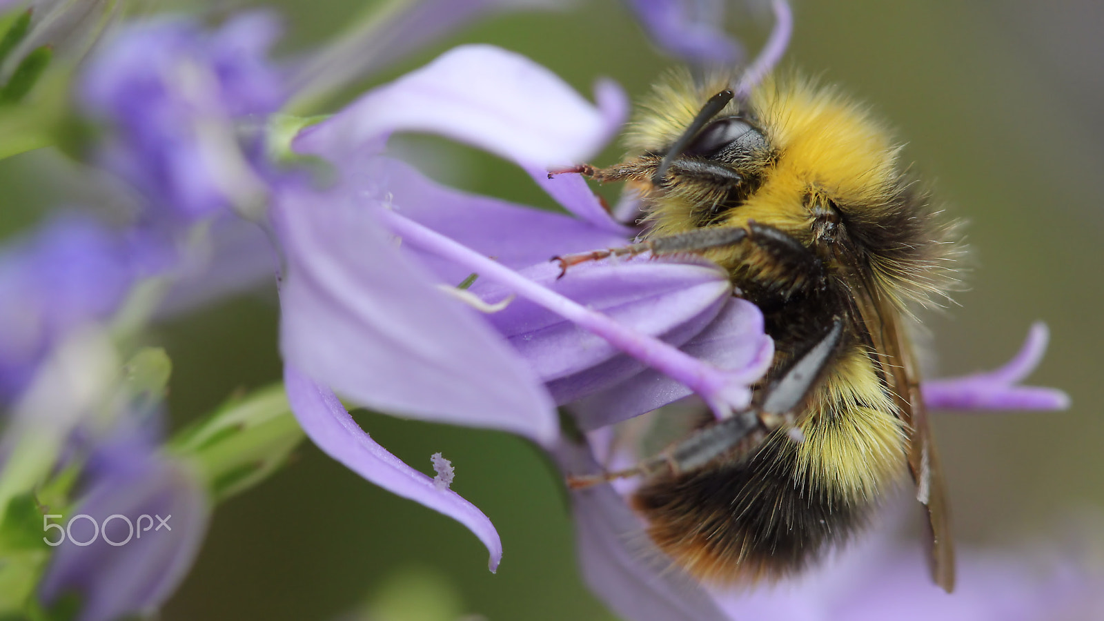 Canon EOS 60D + Canon EF 100mm F2.8 Macro USM sample photo. Bumblebee photography