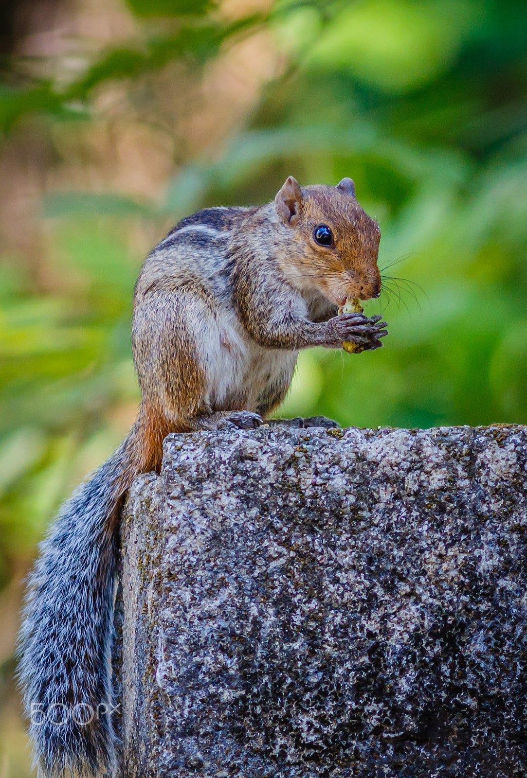 Canon EOS 700D (EOS Rebel T5i / EOS Kiss X7i) + Canon EF 300mm F4L IS USM sample photo. Squirrel photography