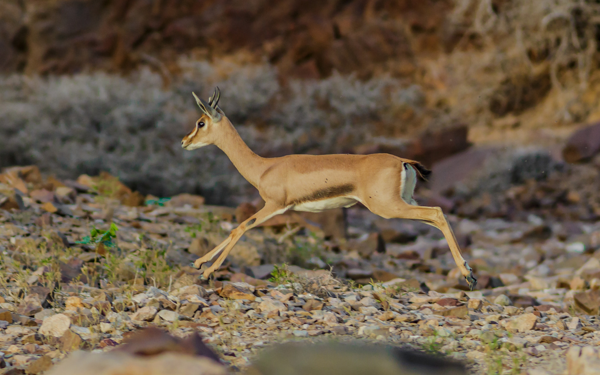 Canon EOS 700D (EOS Rebel T5i / EOS Kiss X7i) + Canon EF 300mm F4L IS USM sample photo. Arabian ghazal photography