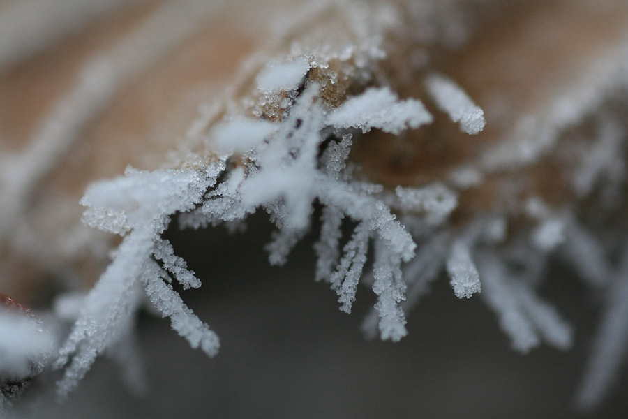 Tamron SP AF 90mm F2.8 Di Macro sample photo. Winter crystals photography