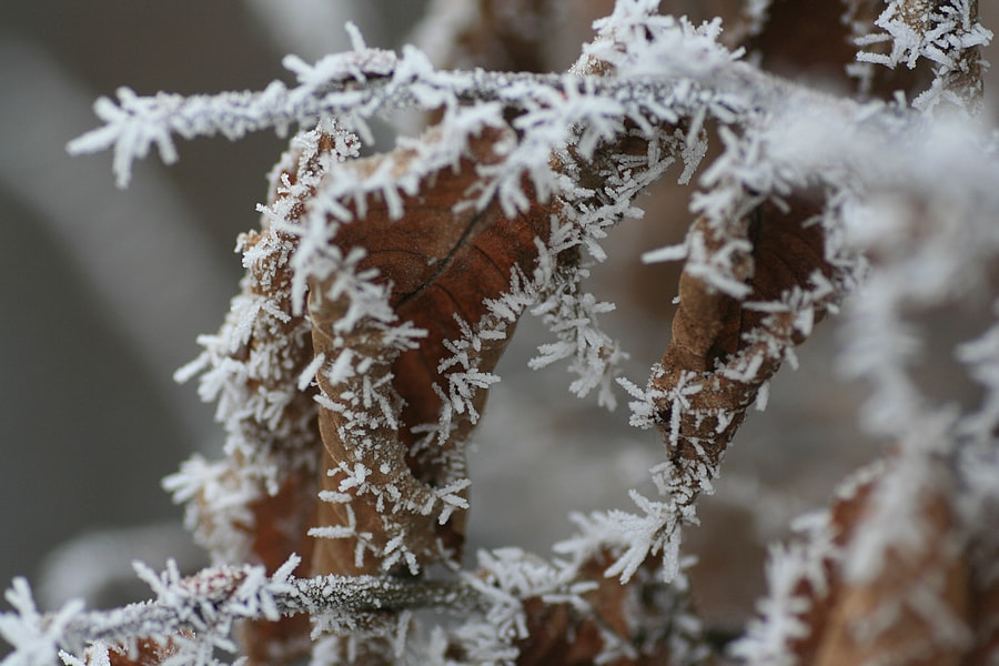 Tamron SP AF 90mm F2.8 Di Macro sample photo. Winter crystals photography