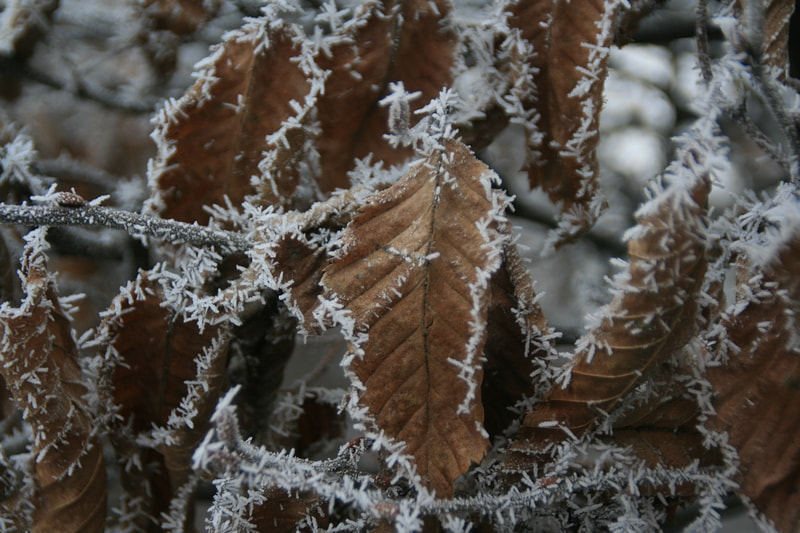 Canon EOS 400D (EOS Digital Rebel XTi / EOS Kiss Digital X) sample photo. Winter crystals photography