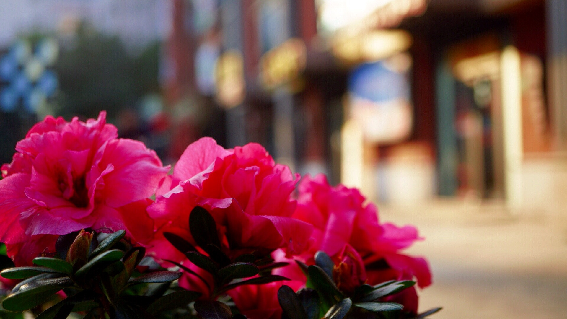 Sony a5100 + Sony E 30mm F3.5 sample photo. Early in the afternoon, the sunshine, have a rest photography