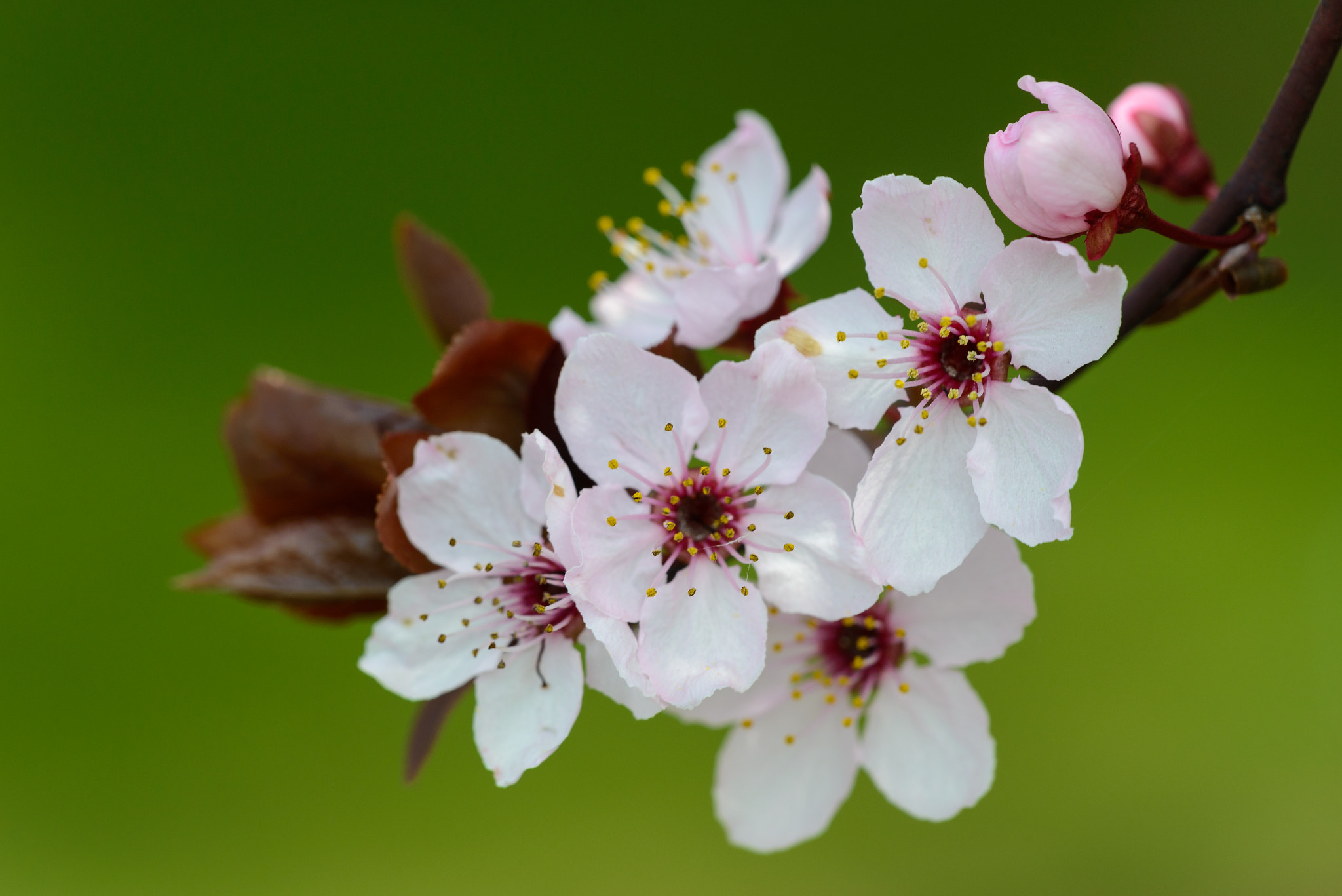 Sigma 150mm F2.8 EX DG Macro HSM sample photo. Spring beauty photography