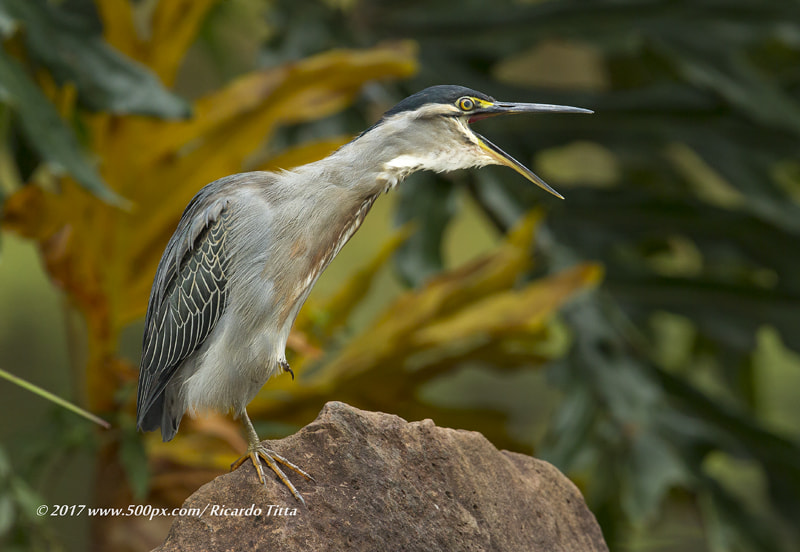 Canon EF 400mm F2.8L IS USM sample photo