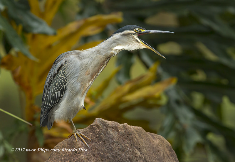 Canon EOS-1D Mark IV + Canon EF 400mm F2.8L IS USM sample photo