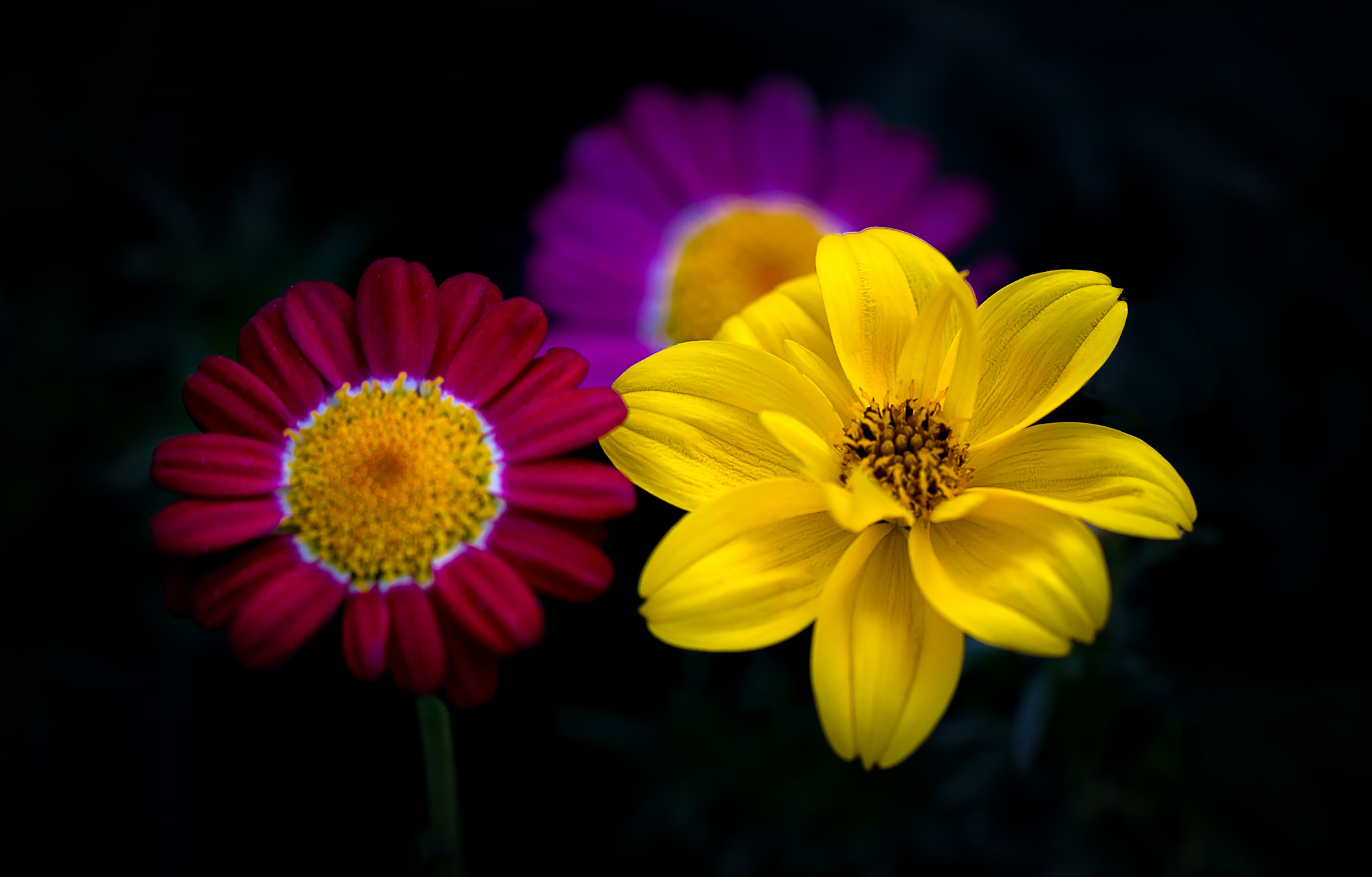 Canon EF 100mm F2.8L Macro IS USM sample photo. Flower466 photography
