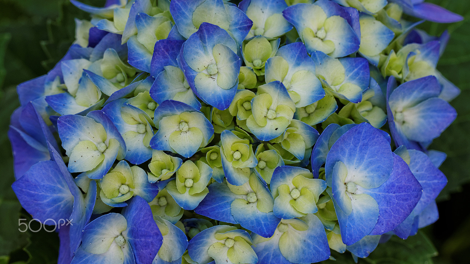 Canon EF 100mm F2.8L Macro IS USM sample photo. Flowers15 photography