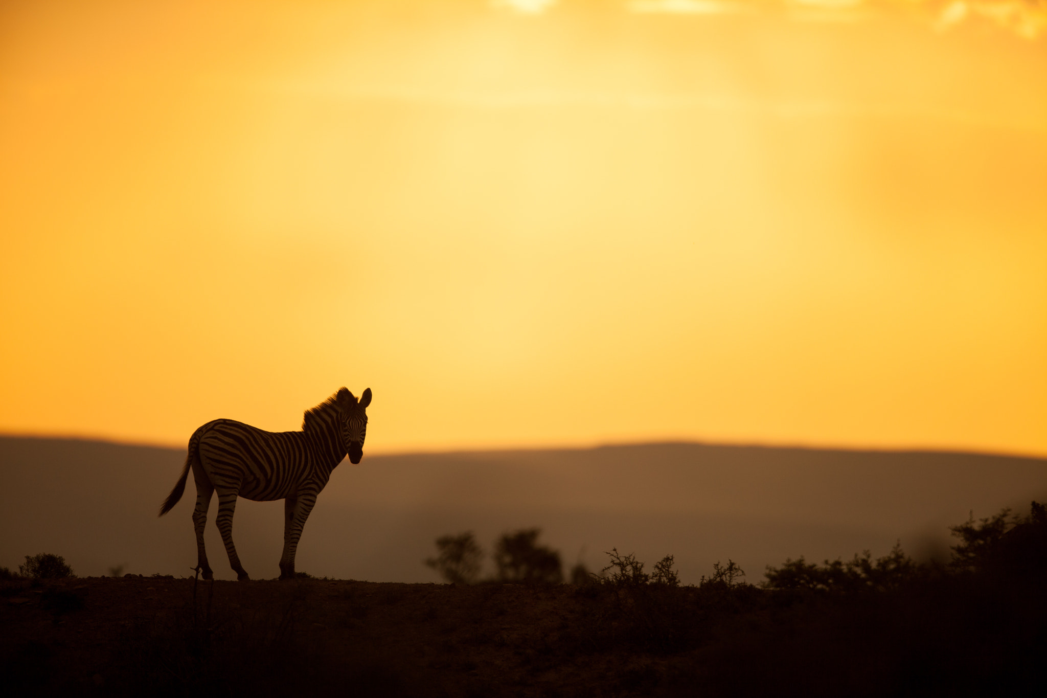 Canon EOS 5D Mark II + Canon EF 400mm F2.8L IS USM sample photo. Zebra african sunset photography