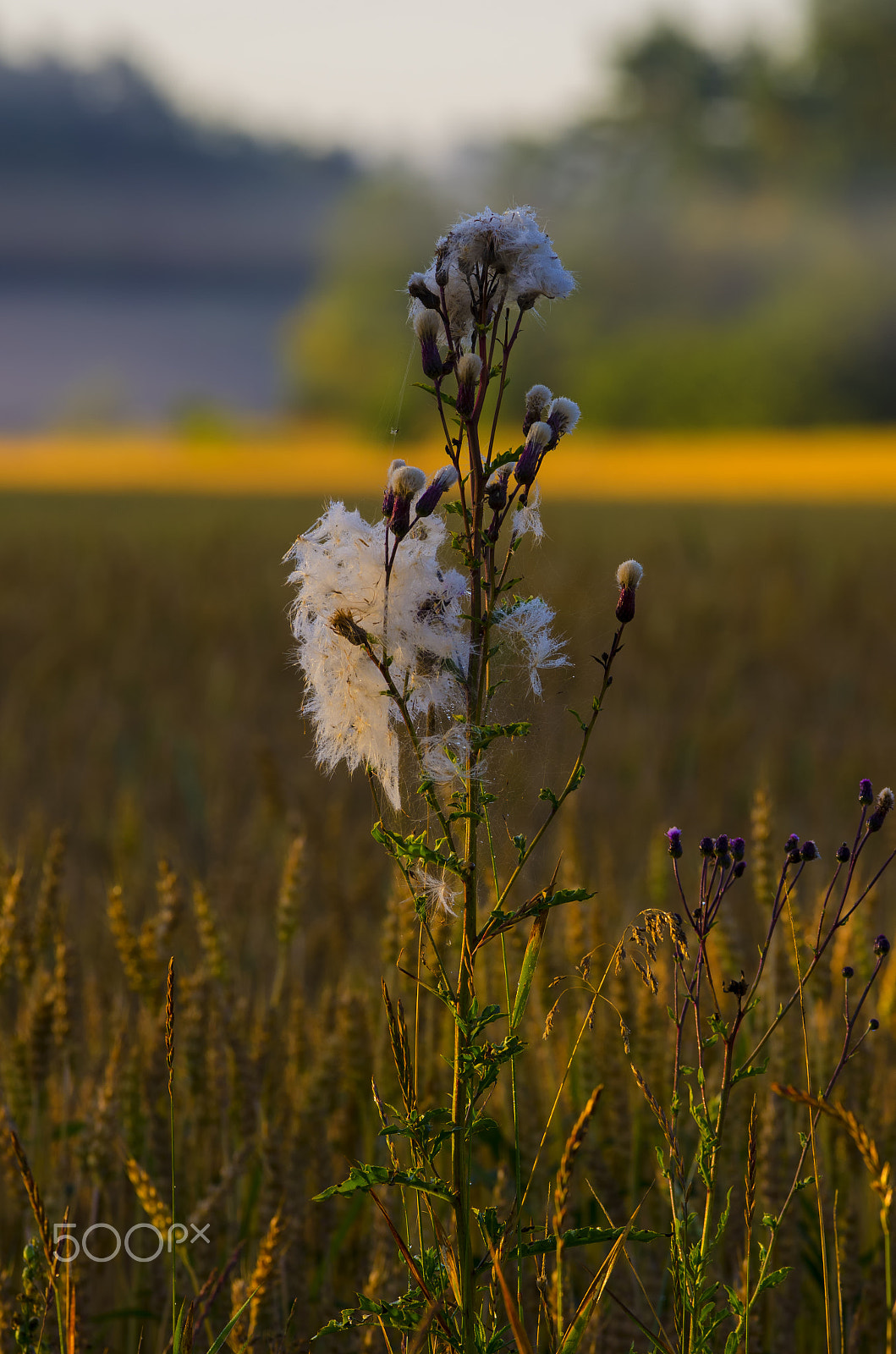 Sigma 120-300mm F2.8 EX DG HSM sample photo. The weed spreading its seeds photography