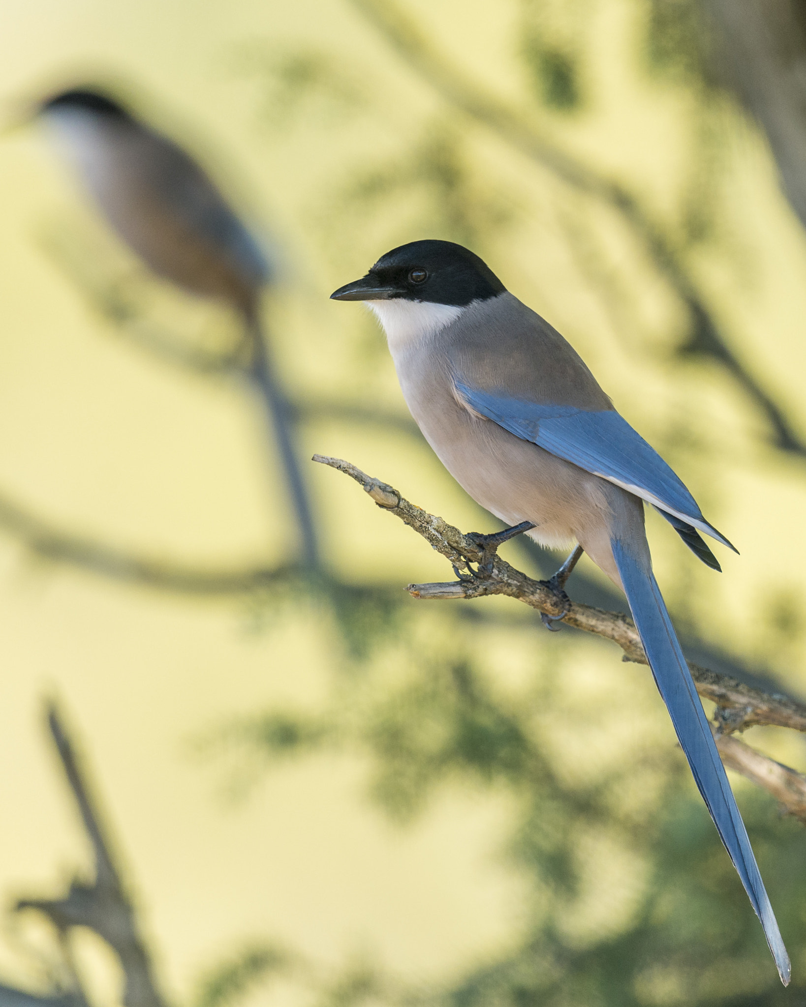 Nikon D610 + Nikon AF-S Nikkor 600mm F4G ED VR sample photo. Rabilargo cyanopica cyanus photography