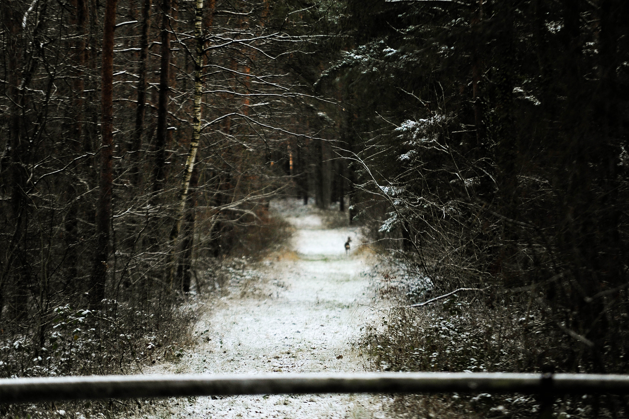 Sigma 70-200mm F2.8 EX DG Macro HSM II sample photo. Nature-forest photography