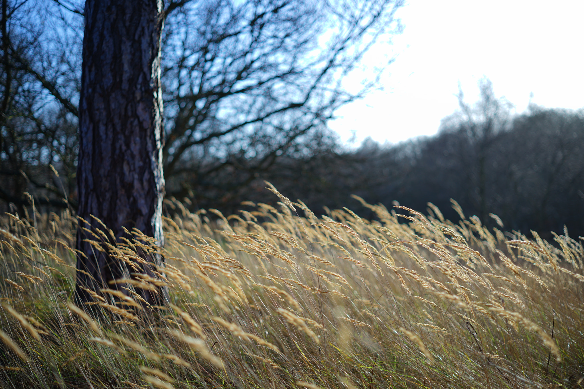 Sony a7 II + ZEISS Loxia 50mm F2 sample photo. Photo_70 photography