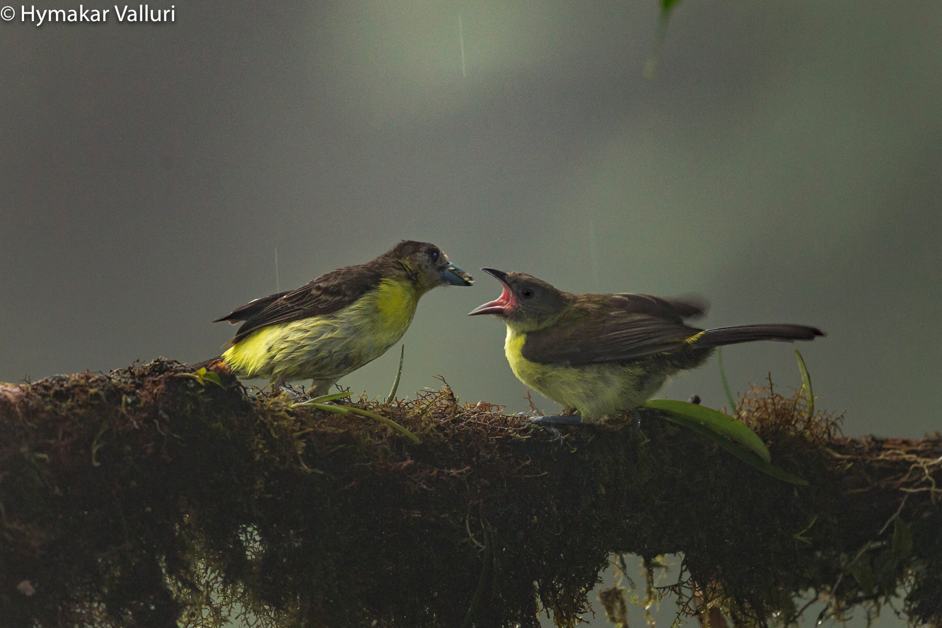 Canon EF 500mm F4L IS II USM sample photo. Yellow throated bush tanager photography