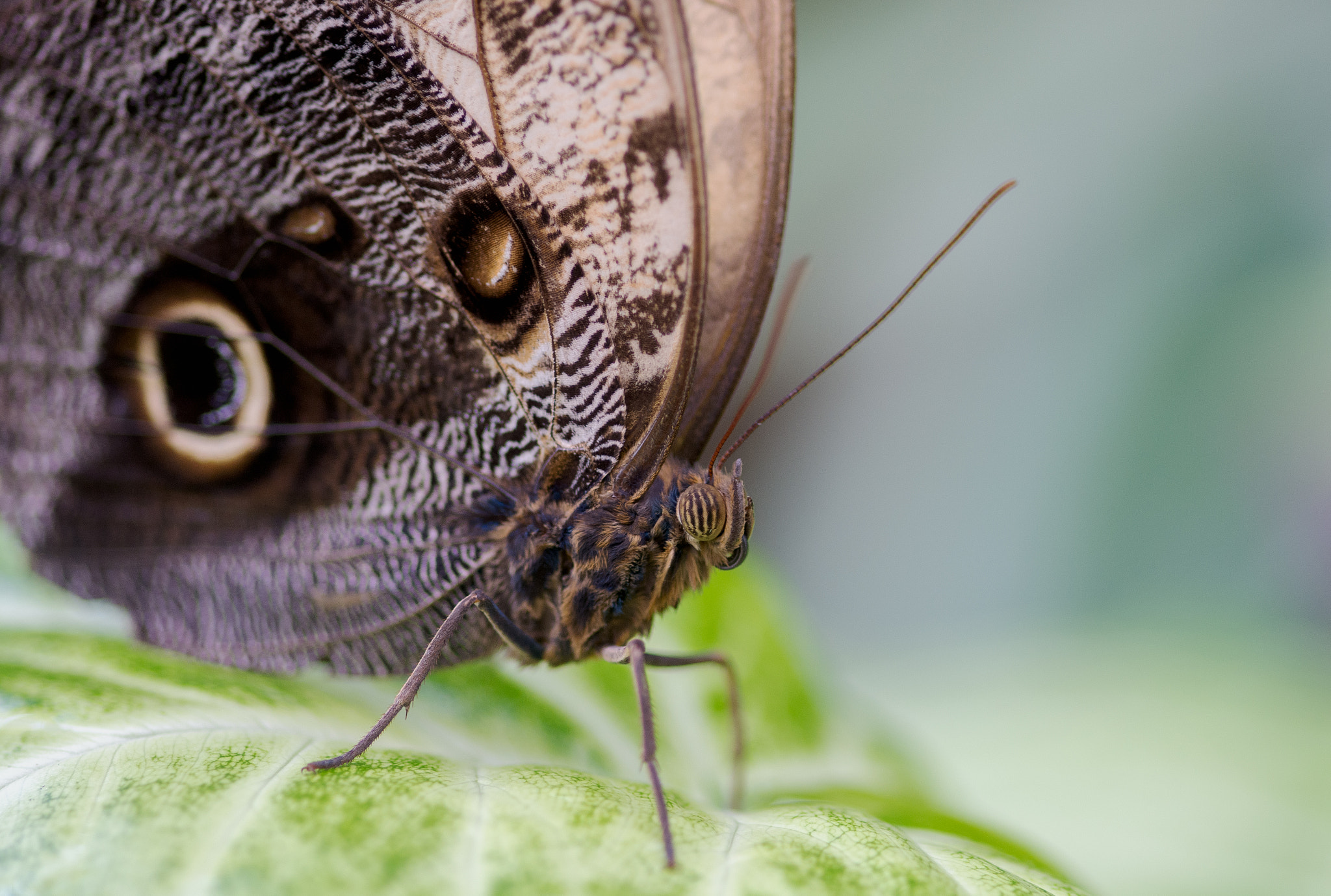 Nikon D7100 + Sigma 105mm F2.8 EX DG Macro sample photo. Rhs wisley butterfly photography