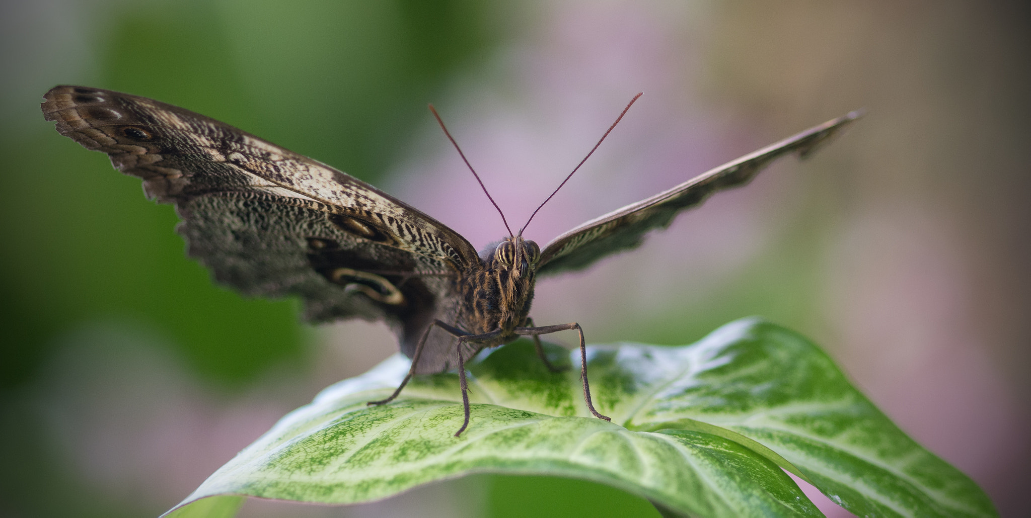 Nikon D7100 + Sigma 105mm F2.8 EX DG Macro sample photo. Rhs wisley butterfly photography