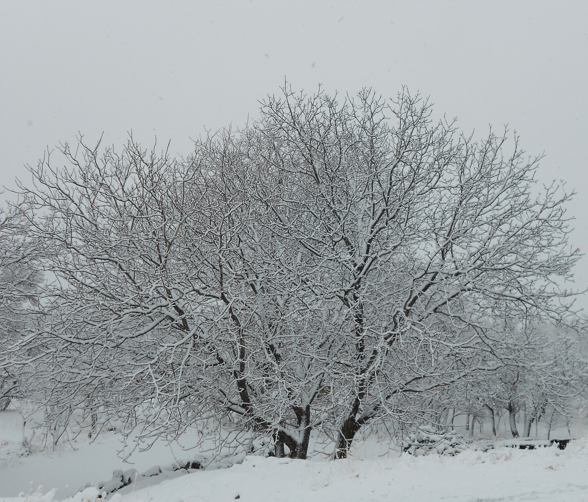 Nikon Coolpix S3100 sample photo. Winter photography