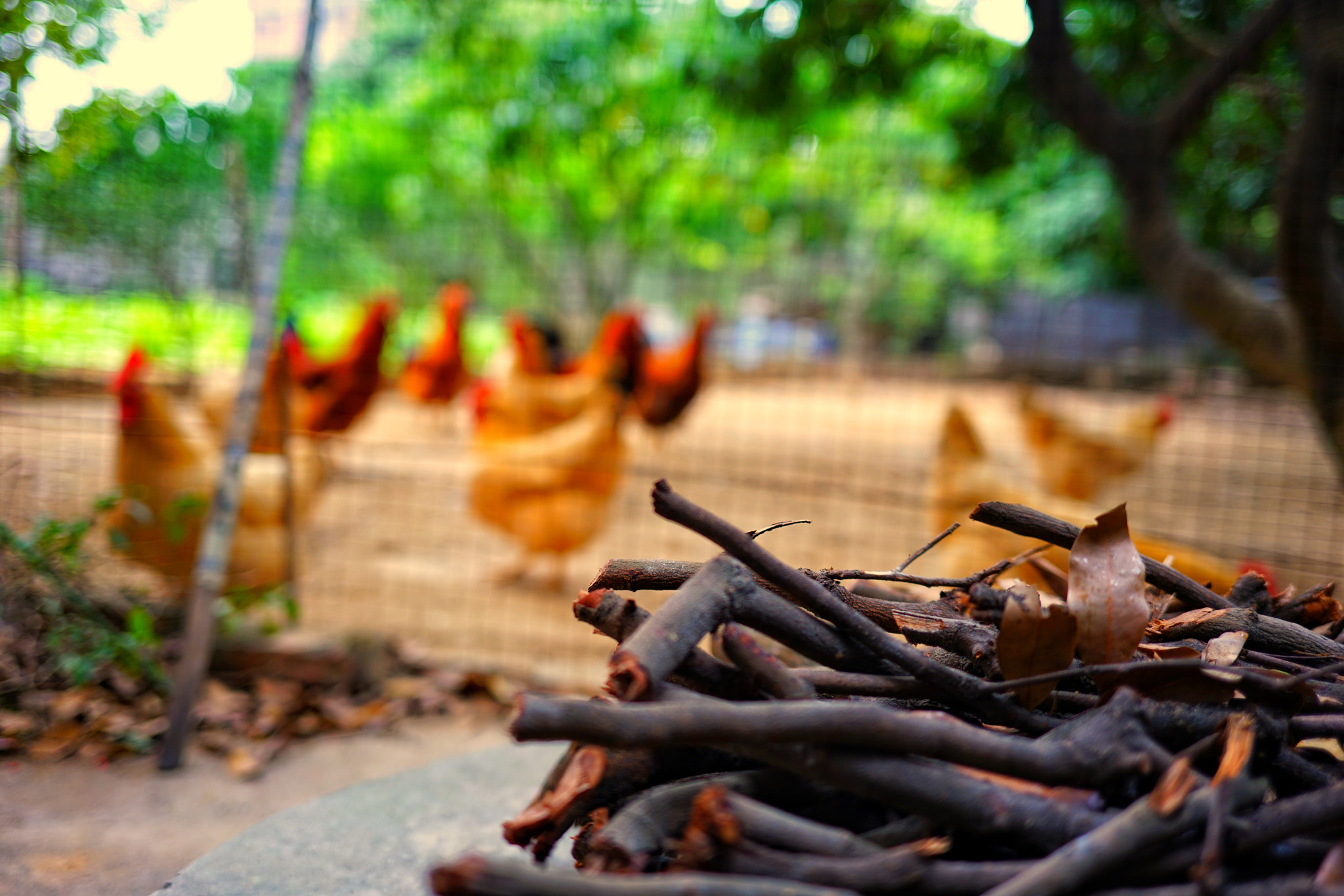 ZEISS Loxia 35mm F2 sample photo. In my hometown, my grandmother raised chickens photography