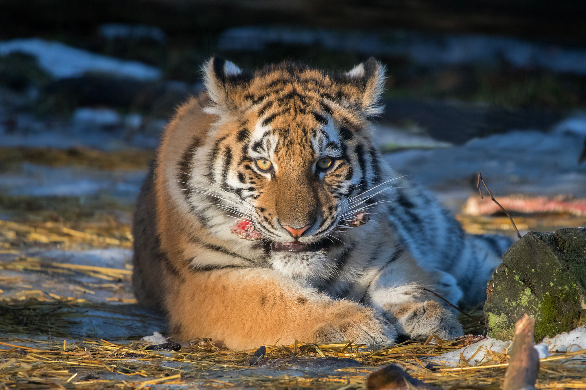 Canon EF 100-400mm F4.5-5.6L IS USM sample photo. Young tiger photography