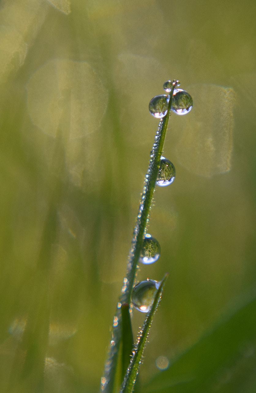 AF Zoom-Nikkor 35-70mm f/3.3-4.5 sample photo. Summer eyes photography