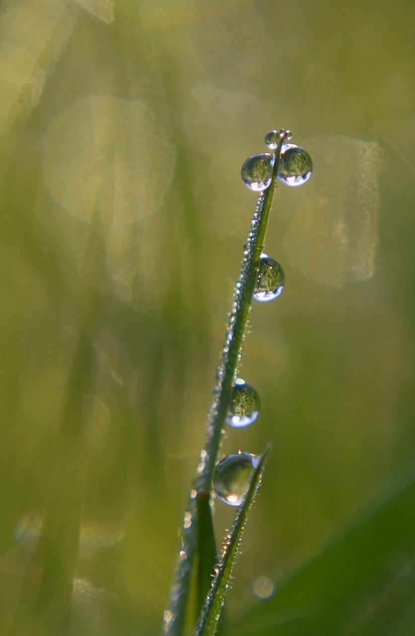 Nikon D3300 + AF Zoom-Nikkor 35-70mm f/3.3-4.5 sample photo. Summer eyes photography